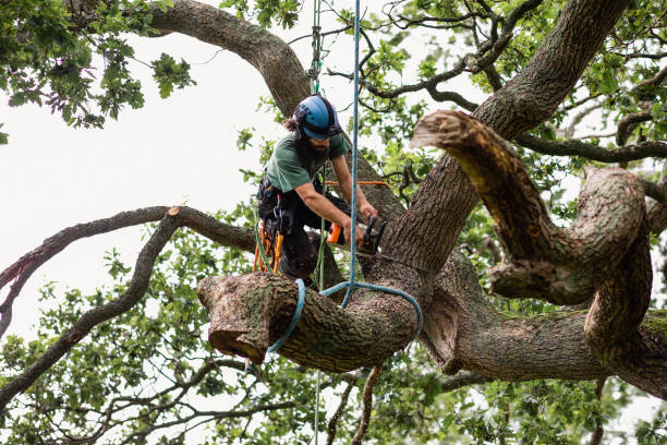 Best Tree Preservation Services  in New Pek, IN