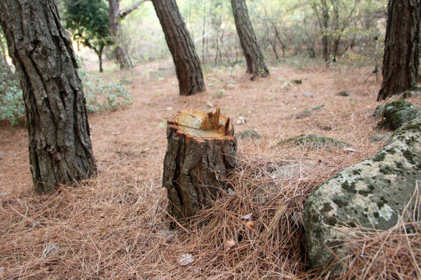 Best Hazardous Tree Removal  in New Pek, IN