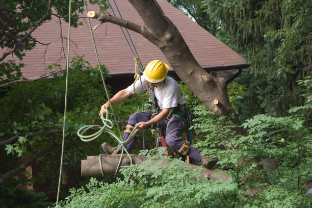 Best Fruit Tree Pruning  in New Pek, IN