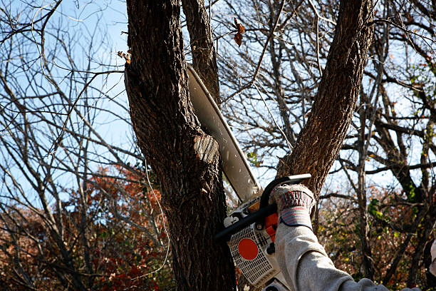 Trusted New Pekin, IN Tree Care Experts