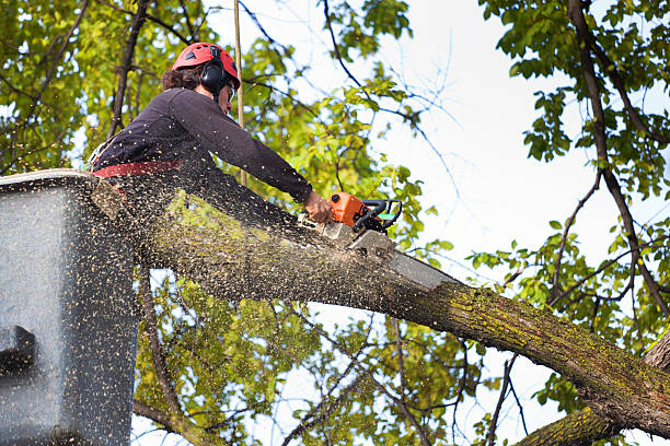 Seasonal Cleanup (Spring/Fall) in New Pekin, IN