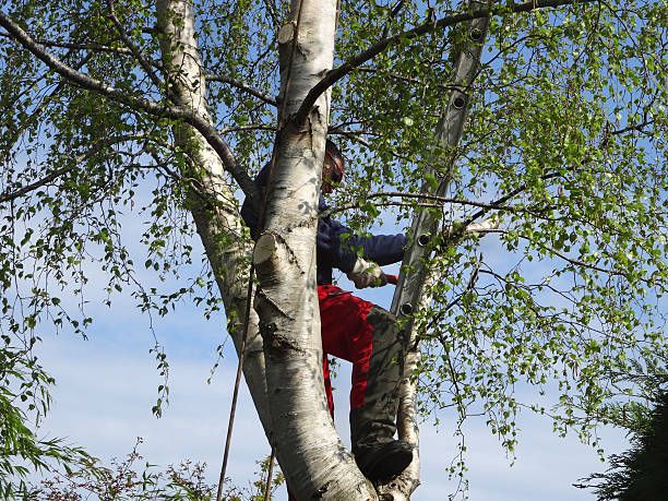 How Our Tree Care Process Works  in  New Pekin, IN