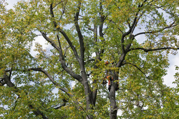 Best Utility Line Clearance  in New Pek, IN